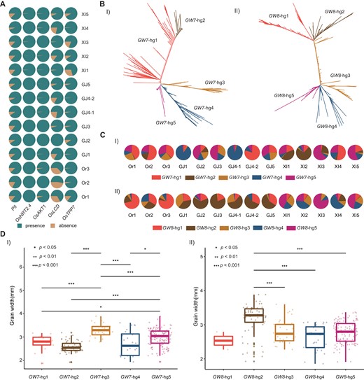 Allele types of some important known genes across different subpopulations. (A) Presence and absence of five functional genes in different subpopulations due to large deletions. (B) Phylogenetic tree based on functional haplotype sequences of GW7 (I) and GW8 (II). (C) Population frequencies of GW7 (I) and GW8 (II) haplotype groups in different rice subpopulations. (D) The t-test analysis of the grain size between different haplotype groups based on 265 rice accessions.