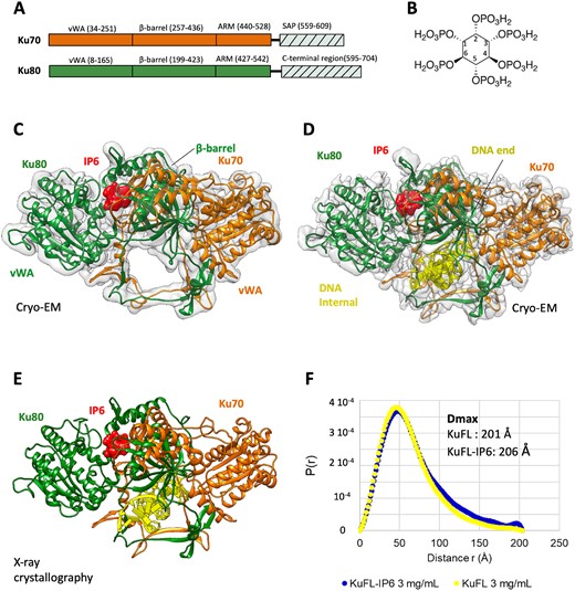 Cryo-EM and crystal structures of the human Ku heterodimers bound to inositol hexaphosphate. (A) Domains of Ku70 and Ku80. The C-terminal regions (dash area) are not visible in the cryo-EM structures and are deleted for crystallization of the KuΔC construct. The boundaries of the domains are indicated. (B) Structure of the inositol hexaphosphate (IP6) with the position and orientation of the phosphates. (C, D) Cryo-EM structure of (C) full-length Ku alone and (D) Ku bound to a 15 bp DNA with a 15mer 5′ overhang at 3.5 and 2.74 Å resolution, respectively. IP6 co-purified with Ku expressed in Sf9 insect cells. Ku70 is shown in orange, Ku80 in forest green, DNA in yellow and IP6 as a red surface. (E) Crystal structure at 3.7 Å resolution of KuΔC with a 21–34 bp hairpin DNA (hDNA) and IP6. (F) Distance distribution, P(r), from SAXS analysis of full-length Ku with or without IP6.
