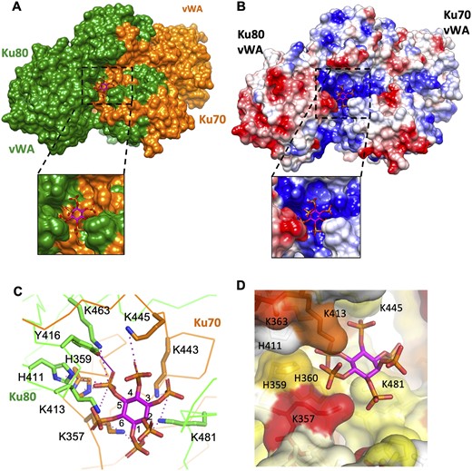 Structure of the IP6 binding pocket of Ku (A) IP6 (coloured by heteroatom, carbons: magenta, phosphorus: orange, oxygens: red) binds to a solvent exposed pocket at the interface between Ku70 (orange) and Ku80 (green). (B) Ku is shown as a surface and coloured according to its electrostatic potential. IP6 binds to a highly positively charged pocket at the surface of Ku. (C) Detailed visualisation of the IP6 binding pocket. The enumeration of the carbons is reported. Salt bridges and hydrogen bond are respectively in magenta dashed and plain lines (distances are presented in Supplementary Table 3). (D) Visualisation of the IP6 pocket coloured according to the conservation rate of the amino acids deduced from multiple sequence alignments of Ku70 or Ku80 eukaryotes sequences (Supplementary Figure 7). (Figure 2a,b and c, d are made with the cryoEM and X-ray structures of Ku-DNA-IP6, respectively).