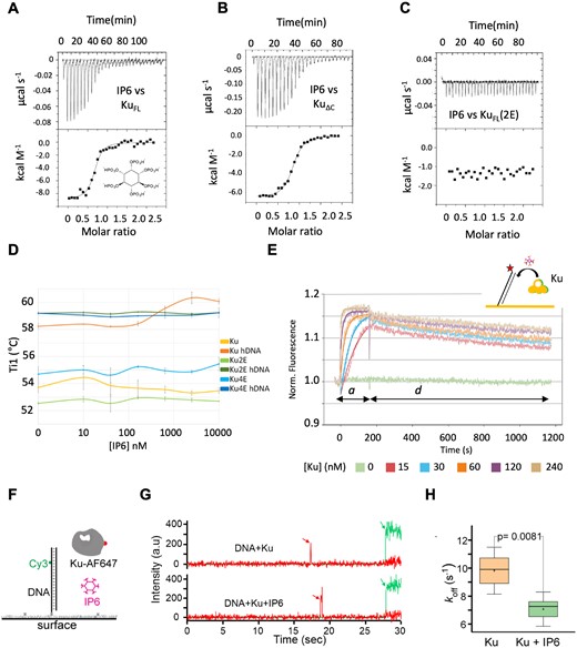 Impacts of IP6 on Ku stabilization and interaction with DNA. (A–C) Isothermal titration calorimetry (ITC) analyses of the interaction between (A) KuFL and IP6, (B) KuΔC and IP6 and (C) the mutant Ku-2E (Ku70-K357E, Ku80-K481E) and IP6. All ITC experiments were done in duplicate. (D) Analysis of the thermal stability (Ti) by nano-differential scanning fluorimetry (nanoDSF) of KuFL, Ku-2E and Ku-4E (Ku70-H359E and H360E)/Ku80-K413E and H414E), in presence or absence of a hairpin DNA as indicated and with IP6 concentration ranging from 0 to 10 μM. All nanoDSF experiments were done in triplicate. (E) switchSENSE kinetics analysis of the Ku interaction with a dsDNA (48 bp) bound to a chip. The experiments were performed in the presence of 3 μM IP6, with 3 min association time ‘a’ and 15 min dissociation time ‘d’, based on a duplicate experiment. Interactions were performed with Ku concentration ranging from 15 nM to 240 nM (see legend below x-axis). The same experiment was performed in parallel without IP6 (Supplementary Figure 10a). The fits of the association steps are superimposed on the raw data. (F) Principle of the single-molecule colocalization experiment. (G) Representative single-molecule time traces for Ku-AF647 binding on 18 bp DNA-Cy3 without (top) and with (bottom) 10 μM IP6. Red arrows indicate the binding of Ku-AF647 protein with DNA. The green laser is turned on at the end of the experiment, indicated by a green arrow, to confirm the presence of DNA. (H) Comparative kOFF box plot of binding of Ku on DNA without (orange, n > 10 000) and with (green, n > 10 000) IP6, based on four independent experiments. P = 0.0081 indicates a significant difference between kOFF without and with IP6 based on the Student's t-test. Error bars represent standard deviation.