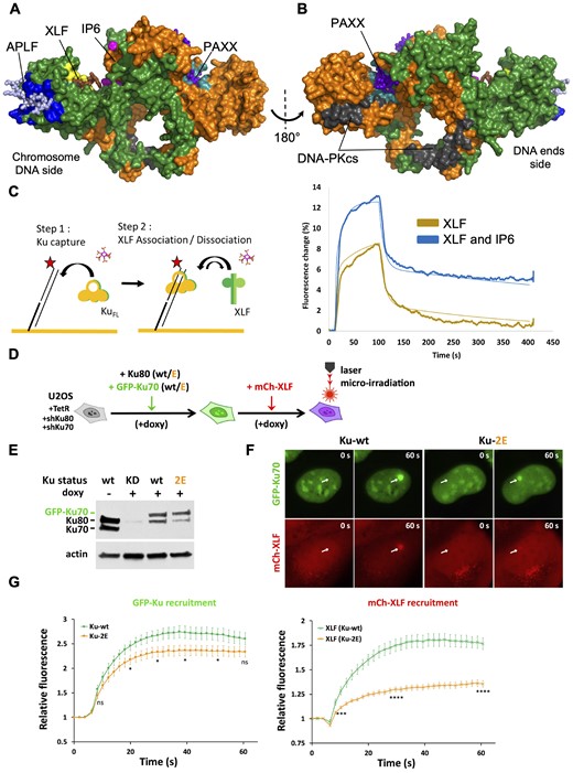 Effects of IP6 on Ku-XLF interaction and of combined Ku70 and Ku80 mutations on Ku and XLF recruitment to laser-induced DSBs in cells. (A, B) Position of IP6 (magenta) binding site relative to the binding sites on Ku of DNA-PKcs (grey). Interaction sites of Ku with XLF KBM (Ku site in yellow, XLF KBM in brown), APLF KBM (Ku site in dark blue, APLF KBM in light blue) and PAXX KBM (Ku site in cyan, PAXX KBM in violet) (KBM peptides are represented in stick). The XLF and PAXX KBMs bind respectively to Ku80 and Ku70 vWA internal position upon an opening of the vWA domains of each subunit. (The figure is made with the X-ray structure Ku-DNA-IP6 and the position of vWA domain of Ku70 observed in the X-ray structure with PAXX KBM (8BHY).) (C) switchSENSE analysis of Ku-DNA interaction with XLF (8 μM) in presence or not of 20 μM IP6 during both Ku association (step 1) and XLF titration (step 2). Results with additional concentrations of XLF are shown in Supplementary Figure 12. Binding curves in presence or absence of IP6 were fitted with a two steps binding mode (thin lines). Kinetics data are reported in a table in Supplementary Figure 12. (D) Schematic diagram illustrating the steps of cell lines construction. U2OS cells expressing Tet-On inducible shRNAs against Ku80 and Ku70 were complemented with lentiviral constructs allowing the expression of both Ku80-K481E mutant and GFP-tagged Ku70-K357E mutant (Ku-2E) or both wild-type Ku80 and wild-type GFP-tagged Ku70 (wt) as a control. Rescued cell populations were selected by doxycycline treatment (+doxy) and further transduced to express mCherry-tagged XLF (mCh-XLF). (E) Expression levels of Ku80 and Ku70 at each step of cell lines construction were assessed by western blot. (F) GFP and mCherry-fluorescent cells expressing either Ku-wt or Ku-2E (as in D) and mCh-XLF were then micro-irradiated. GFP-Ku and mCh-XLF recruitment at irradiated areas was measured. Typical images of fluorescent nuclei before and 60 s post-irradiation. The irradiated areas are indicated by arrows. (G) Quantification of fluorescence accumulation at laser-damaged sites over 1 min for U2OS cells expressing GFP-Ku-wt (green) or GFP-Ku-2E (orange) and mCh-XLF. Results were plotted as mean values ± standard error of the mean (SEM) from 19 (Ku-wt) and 20 (Ku-2E) individual nuclei. P values at various time points were calculated using unpaired two-tailed t-test. P values for GFP-Ku recruitment (Ku-wt vs Ku-2E) at 10, 20, 30, 40, 50 and 60 s were 0.1741 (ns), 0.0482 (*), 0.0319 (*), 0.0318 (*), 0.0396 (*) and 0.1073 (ns), respectively. P values for mCherry-XLF recruitment (Ku-wt versus Ku-2E) were < 0.001 (***) at 10 s and <0.0001 (****) at 30 and 60 s.