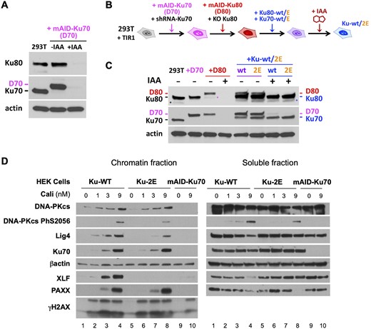 Impact of combined Ku70 and Ku80 mutations on c-NHEJ complex assembly in cells. (A) Western blot of cell extracts from HEK-293T cells showing mAID-Ku70/Ku80 expression levels before and after overnight treatment with auxin (IAA). (B) Schematic diagram illustrating the steps of cell lines construction and dual DSB repair (DSBR) reporter assay. In HEK-293T cells expressing OsTIR1, both Ku subunits were silenced (by shRNA expression for Ku70 and knock-out for Ku80, respectively) in order to replace endogenous Ku70 and Ku80 expression by degron-tagged constructs, mAID-Ku70 (D70) and mAID-Ku80 (D80), respectively. These cells are further transduced to express Ku-2E mutant (Ku70-K357E, Ku80-K481E) or wild-type forms as a control. Degron-tagged Ku subunits are then degraded upon addition of auxin (+IAA) leaving only Ku-2E or Ku-wt dimers. (C) Expression levels of Ku80 and Ku70 at the different steps of the cell lines construction. Asterisks in the Ku80 western blot indicate residual Ku70 signals from previous hybridization that resisted membrane stripping. (D) Western blot of chromatin and soluble fractions as described in Materials and Methods section, from HEK-293T cells expressing Ku WT or Ku-2E (as in B) or mAID-Ku70 (as in A), treated with IAA for 18 h and then treated or not with calicheamicin doses as stated for 1 h.