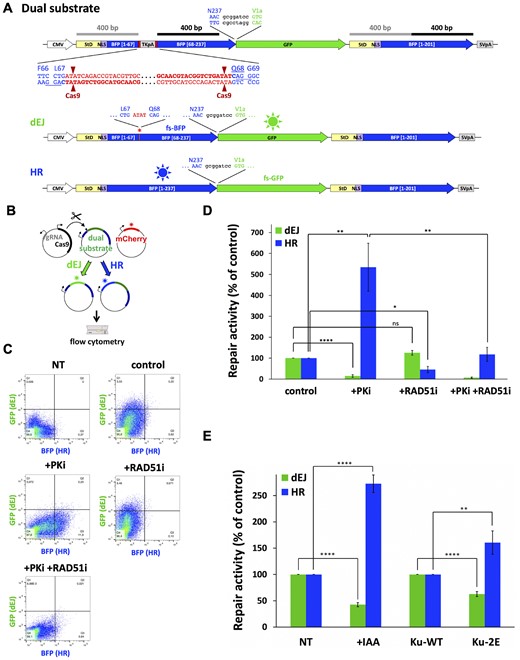 Impact of combined Ku70 and Ku80 mutations on End-Joining activity in cells. (A) The dual reporter substrate for both End-Joining and Homologous Recombination repair activities consists of two non-functional copies of mTagBFP2 cDNA (BFP) separated by an intervening EGFP cDNA (GFP). The first copy of BFP is interrupted near the chromophore coding sequence (between codons 67 and 68) by a cassette containing the HSV-TK polyadenylation sequence flanked by two inverted copies of a Cas9 target sequence (bold characters; the PAM AGG sequence is underlined). The downstream copy of BFP is truncated and stops at codon Y201. Following Cas9-mediated double cleavage, the HSV-TK polyadenylation sequence is deleted and the resulting DNA blunt-ends can be rejoined directly through NHEJ. This direct end-joining (dEJ) does not restore the BFP coding sequence because of a frameshift insertion (red asterisk and subsequent frameshifted BFP sequence (fs-BFP), but enables the expression of the downstream EGFP cDNA which lies in a different reading frame. In order to allow EGFP expression, all stop codons downstream the DNA cutting sites have been removed from BFP cDNA by silent mutations. Alternatively, the DSB can be repaired by gene conversion using the second BFP copy. A stuffer coding DNA fragment (StD) together with a nuclear localization sequence (NLS) have been fused upstream both BFP cDNA copies to provide 400 bp homology on both sides of the DSB, as indicated by grey and black lines, respectively. The homologous recombination event (HR) restores a full-length BFP cDNA whereas the EGFP cDNA lies in a different reading frame (fs-GFP) and is not expressed. (B) The dual DSBR reporter assay is performed by transfecting the dual reporter substrate together with a Cas9/gRNA-expressing vector to cleave the substrate and a mCherry-expressing vector to normalize for transfection efficiency. Fluorescence expression is analysed 48 h later by flow cytometry. Green (GFP) and blue (BFP) fluorescence represent direct end-joining (dEJ) and homologous recombination (HR), respectively. (C and D) Validation of the dual DSBR reporter assay in HEK-293T cells upon treatment with 3 μM DNA-PK inhibitor NU7441 (PKi) or 10 μM Rad51 inhibitor B02 (RAD51i). Results are presented as GFP versus BFP scatter plots of a representative experiment (C), or as a histogram with mean values ± SEM from 4–7 experiments (D). The control condition corresponds to a complete repair reaction without inhibitors. The P-values are as follows: < 0.0001 (****, dEJ, +PKi vs control), 0.1190 (ns, dEJ, + RAD51i versus control), 0.0089 (**, HR, + PKi versus control), 0.0332 (*, HR, + RAD51i versus control), 0.0076 (**, HR, + PKi/+ RAD51i versus + PKi). (E) Simultaneous measurement of direct end-joining (dEJ) and homologous recombination (HR) activities in HEK-293T cells depleted (+IAA) or not of Ku (Figure 5A) and in of HEK-293T cells expressing Ku-wt or Ku-2E (see Figure 5B) following two days post-transfection with the dual DSB repair reporter substrate. Results are normalized to 100% for the untreated respective control cells and presented as mean values ± SEM from X experiments. The P-values are <0.0001 (****, dEJ, +IAA versus –IAA, HR, +IAA versus –IAA and dEJ, 2E versus wt) and 0.0036 (**, HR, 2E versus wt).