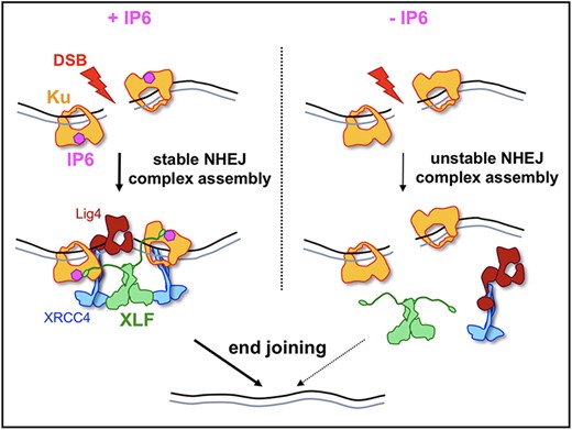 Graphical Abstract