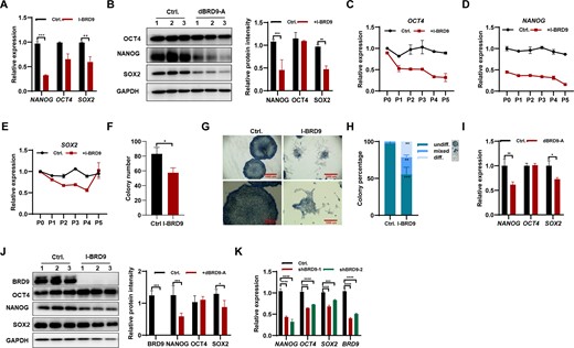 BRD9 deficiency results in the instability of pluripotency in hESCs. (A) Transcript levels of pluripotency-associated genes in H1 hESCs treated with 10 μM I-BRD9 for 24 h in E8 medium, as determined by qPCR. (B) Western blot analysis of OCT4, NANOG and SOX2 protein levels in H1 hESCs treated with 10 μM I-BRD9 for 24 h in E8 medium, with glyceraldehyde phosphate dehydrogenase (GAPDH) as a loading control. (C–E) Transcript levels of OCT4 (C), NANOG (D) and SOX2 (E) in hESCs at the indicated passages treated or not with 10 μM I-BRD9 in E8 medium, as determined by qPCR. (F–H) Quantification of colony number (F) and morphology (G) of hESCs treated or not with I-BRD9 in E8 medium. Colonies were scored as undifferentiated (undiff.), mixed or differentiated (diff.) (H). (I) Transcript levels of pluripotency-associated genes in hESCs treated with 100 nM dBRD9-A for 48 h in E8 medium, as determined by qPCR. (J) Western blot analysis of BRD9, OCT4, NANOG and SOX2 protein levels in hESCs treated with 100 nM dBRD9-A for 48 h in E8 medium, with GAPDH as a loading control. (K) Transcript levels of pluripotency-associated genes in BRD9-depleted hESCs with BRD9 shRNA, as determined by qPCR.