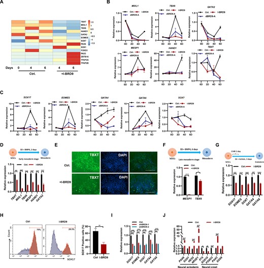 Deficiency of BRD9 suppresses the differentiation of hESCs into meso-endoderm, while promoting their differentiation into neural ectoderm. (A) Heatmap displaying the expression of genes associated with three germ layers during spontaneous differentiation of H1 cells in E6 medium with I-BRD9 (10 μM) treatment on days 4 and 6. (B) qPCR analysis of transcript levels of mesoderm marker genes MIXL1, TBXT6, GATA2, MESP1, HAND1 and TBXT in H1 cells in E6 medium with 100 nM dBRD9-A treatment on days 2, 4 and 6. (C) qPCR analysis of transcript levels of endoderm marker genes SOX17, EOMES, GATA4, GATA6 and SOX7 in H1 cells in E6 medium with dBRD9-A treatment on days 2, 4 and 6. (D) qPCR analysis of transcript levels of mesoderm marker genes TBXT, MIXL1, TBXT6, MESP1, HAND1 and GATA2 in BMP4-induced early mesoderm differentiation of hESCs with and without 10 μM I-BRD9 treatment for 2 days. (E) Immunostaining of TBXT in BMP4-induced early mesoderm differentiated from hESCs treated or not with 10 μM I-BRD9 for 2 days. (F) qPCR analysis of MESP1 and TBX6 transcript levels in the BMP4-induced late mesoderm differentiation stage of hESCs treated or not with 10 μM I-BRD9 for 6 days. (G) Schematic of the endoderm differentiation of hESCs. qPCR analysis of transcript levels of endoderm markers SOX17, EOMES, SOX7, GATA4 and GATA6 in hESCs differentiated into endoderm with and without I-BRD9 treatment. (H) Flow cytometry analysis of SOX17 protein expression in control and 10 μM I-BRD9-treated hESCs under endoderm differentiation conditions. (I) qPCR analysis of SOX17, EOMES, SOX7, GATA4 and GATA6 transcript levels in endoderm differentiated from hESCs with BRD9 knocked down. (J) Transcript levels of neuroectoderm markers PAX6, SOX1, HES5 and NR2E1 and neural crest marker P75, SOX10, FOXD3, PAX3 and SOX9 in H1 cells cultured in E6 medium upon BRD9 inhibition with 10 μM I-BRD9 for 4 days.