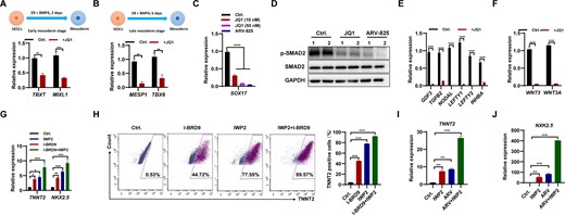 Inhibition of BRD4 suppressed meso-endodermal differentiation, while promoting the differentiation of cardiomyocytes in hESCs. (A and B) qPCR analysis of transcript levels of TBXT and MIXL1 in early mesoderm (A), and MESP1 and TBX6 in late mesoderm (B) differentiated from hESCs following inhibition of BRD4 with 50 nM JQ1. (C) Transcript levels of SOX17 in endoderm differentiated from hESCs following inhibition of BRD4 with 10 or 50 nM JQ1, or 1 nM ARV-825. (D) Western blot analysis of SMAD2 and p-SMAD2 protein levels in hESCs cultured in E8 medium following inhibition of BRD4 with 50 nM JQ1 or 1 nM ARV-825 for 2 days. (Eand F) qPCR analysis of transcript levels of TGF-β pathway-associated genes (E), and WNT3 and WNT3A (F) in hESCs cultured in E8 medium following inhibition of BRD4 with 50 nM JQ1 for 2 days. (G) qPCR analysis of the transcript levels of TNNT2 and NKX2.5 in cardiomyocytes derived from hESCs following treatment with 10 μM I-BRD9, 2.5 μM IWP2 or a combination of both. (H) FACS analysis of TNNT2-positive cells in cardiomyocyte differentiation of hESCs following treatment with 10 μM I-BRD9, 2.5 μM IWP2 or a combination of both. (I and J) qPCR analysis of the transcript levels of TNNT2 (I) and NKX2.5 (J) in cardiomyocytes derived from hESCs following treatment with 2.5 μM IWP2, 1 nM ARV-825 or a combination of both.