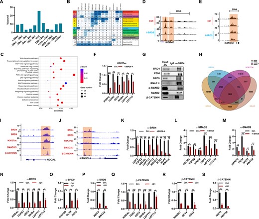 BRD9 collaborates with BRD4, SMAD2/3 and β-CATENIN to regulate gene expression in hESCs. (A) Distribution of BRD9 target sites relative to TSSs in hESCs, determined by ChIP-seq. (B) Chromatin state enrichment of BRD9 target sites in hESCs. ESC chromatin states were defined in Ernst et al. (20) using ChromHMM. Rows represent chromatin states and their mnemonics. Columns give the frequency of the indicated histone marks for each chromatin state (ChromHMM emission probabilities), color-coded from blue (highest) to white (lowest). Enrichment of BRD9 in each chromatin state is shown. (C) KEGG pathway enrichment analysis with BRD9 target sites within 10 kb of their TSS. Significantly enriched KEGG pathways (P < 0.05) are presented. (Dand E) Genome browser view of ChIP-seq tracks for the histone mark H3K27ac at the NODAL (D) and NANOG (E) loci in hESCs cultured with and without 10 μM I-BRD9 for 2 days. Regions highlighted in brown signify ESC promoter and enhancer regions. The values on the y-axis represent fold enrichment over control. (F) H3K27ac levels at TGF-β-related genes in hESCs, treated or not with 100 nM dBRD9A for 2 days, determined by ChIP-qPCR. (G) Co-IP experiment with α-BRD4 antibody showing the interaction of BRD4 with P300, BRD9, RNAP II, SMAD2 and β-CATENIN. (H) Venn diagram depicting the number of H3K27ac peaks that are bound by BRD4, BRD9 and SMAD2 from H3K27ac, BRD4, BRD9 and SMAD2 ChIP-seq analyses. (Iand J) Genome browser view of BRD4, BRD9, SMAD2/3, β-CATENIN binding and H3K27ac modification at the NODAL (I) and NANOG (J) loci in hESCs. (K) BRD4 binding at the indicated genes in hESCs, treated or not with 100 nM dBRD9A for 48 h, determined by ChIP-qPCR, (L and M) SMAD2 binding at TGF-β-related genes (L) and NANOG, OCT4, WNT3 and WNT3A genes (M) in hESCs cultured in E8 medium, treated or not with 10 μM I-BRD9 for 2 days, determined by ChIP-qPCR, (N–P) BRD9 binding at TGF-β-related genes (N), and pluripotency genes NANOG, OCT4 and SOX2 (O), WNT3 and WNT3A genes (P) in hESCs cultured in E8 medium, treated or not with 50 nM JQ1 for 2 days, determined by ChIP-qPCR. (Q–S) β-CATENIN binding at TGF-β-related genes (Q), and pluripotency genes NANOG, OCT4 and SOX2 (R), WNT3 and WNT3A genes (S) in hESCs cultured in E8 medium, treated or not with 50 nM JQ1 for 2 days, determined by ChIP-qPCR.