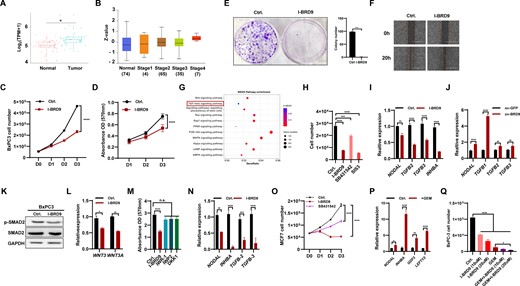 BRD9 contributes to the development of cancer cells via regulating the TGF-β pathway. (A) Transcript levels of BRD9 in non-tumor tissue and pancreatic adenocarcinoma (PAAD) samples (GSE28735). (B) BRD9 protein levels in normal tissue and stage 1, 2, 3 and 4 PAAD samples in the Clinical Proteomic Tumor Analysis Consortium (CPTAC) dataset. (C) Inhibition of BRD9 with I-BRD9 reduces BxPC3 cell proliferation. The cell number was measured from day 0 to day 3 after 10 μM I-BRD9 treatment. (D) The effect of BRD9 inhibition on BxPC3 cell vitality. MTT assays were performed to measure cell vitality (OD 570 nm, n = 5). (E) I-BRD9 impairs colony formation ability of BxPC3 cells. The colony formation assay of BxPC3 with or without 10 days of I-BRD9 treatment (10 μM) was performed. (F) I-BRD9 reduces the migration ability of pancreatic cancer cells. Wound healing experiments were performed with I-BRD9 (10 μM) or DMSO treatment in the BxPC3 cell line. (G) KEGG analysis of differentially expressed genes (DEGs) in PAAD from the GSE28735 dataset. (H) Inhibition of TGF-β signaling reduces proliferation of pancreatic cancer cells. Cell numbers were measured after I-BRD9 (10 μM), SB431542 (10 μM) or SIS3 (10 μM) treatment in the BxPC3 cell line. (I) Inhibition of BRD9 reduces the expression of TGF-β signaling-associated genes in BxPC3 cells. The expression of TGF-β signaling-associated genes was measured after treatment with 10 μM I-BRD9 for 48 h. (J) Overexpression of BRD9 prompts the expression of TGF-β signaling-associated genes in pancreatic cancer cells. The expression of TGF-β signaling-associated genes was measured in control and BRD9-overexpressing BxPC3 cells. (K) Western blot for SMAD2 and p-SMAD2 protein levels in BxPC3 cells upon BRD9 inhibition with 10 μM I-BRD9 for 48 h. (L) qPCR analysis shows reduced expression of WNT3 and WNT3A genes in BxPC3 cells upon treatment with 10 μM I-BRD9 for 48 h. (M) Viability of BxPC3 cells after treatment with IWR-1, IWP-2 or DKK1. Viability was measured using the MTT assay and no significant changes were observed with 1 μM IWR-1, 5 μM IWP-2 or 10 ng/ml DKK1 treatment. (N) Inhibition of BRD9 reduces expression of TGF-β signaling-associated genes in MCF7 cells. The expression of TGF-β signaling-associated genes was measured after treatment with 10 μM I-BRD9 for 2 days. (O) Treatment with the BRD9 inhibitor I-BRD9 or the TGF-β signaling pathway inhibitor SB431542 reduces MCF7 cell proliferation. Cell numbers were measured from day 0 to day 3 after treatment with indicated inhibitors. (P) Treatment of BxPC3 cells with gemcitabine (GEM) increases expression of TGF-β signaling-associated genes. The expression of TGF-β signaling-associated genes was measured after treatment with 20 μM GEM for 2 days. (Q) Treatment of BxPC3 cells with GEM, I-BRD9 or both reduces cell proliferation. Cell numbers were measured after 48 h of treatment with 20 μM GEM, 10 or 20 μM I-BRD9 or a combination of both.