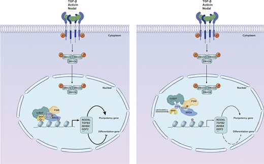 Graphical Abstract