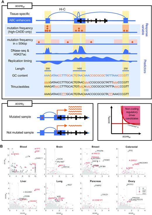 Overview of the method for detection of non-coding regulatory drivers. (A) For every gene, scoreM (top) and scoreE (bottom left) are computed based on the non-coding parts of the regulatory regions (ABC enhancers, shown as blue rectangles) of the gene. The scoreM represents the extent to which the regulatory regions are mutated above expectation, using a background mutagenesis model with high-CADD mutation frequency as the response variable and the other depicted features as predictors. The scoreE represents the extent to which mutations in the regulatory regions predict expression of the gene (mutated samples have either increased or decreased expression compared to the not mutated samples) in the given tissue. Target genes of non-coding regulatory driver candidates are then defined based on scoreM, scoreE, and combined q-value (bottom right). Each driver candidate represents merged discontinuous non-coding parts of regions regulating the given gene and each regulatory region can potentially contribute to more than a single gene. In order to increase readability, both axes are limited to the maximum of 16 (corresponding to P-value of 10−16) and the maximal value in candidate driver genes. (B) Target genes of non-coding regulatory driver candidates in PCAWG in the eight tissues. Gene upregulated/downregulated in the mutated samples are shown as upward/downward-pointing triangles, respectively. Known cancer driver genes (CDGs) are shown in red. Non-candidate genes are shown as light-grey circles.