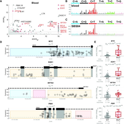 Upregulation of oncogenes in blood cancer samples with hypermutated regulatory regions by the AID-linked mutational process. (A) In blood (mostly lymphoma) cancer, 86 genes (triangles) have been identified as target genes of non-coding regulatory driver candidates, from which 23 genes are known CDGs (in red), with many showing extremely high scoreM and scoreE values (values above 16 are shown as 16). (B) The mutational profile of the non-coding regulatory candidate driver mutations in blood cancer. (C) The mutational profile of the COSMIC mutational signature SBS84, caused by the activation-induced cytidine deaminase (AID) activity and linked to the somatic hypermutation (SHM) in B-cells. (D) Examples of 4 non-coding regulatory driver candidates in blood cancers, depicting the most hypermutated regulatory regions of the given genes (all these are nearby the transcription start sites). Each star represents a mutation in one sample, with respect to its genomic position (x-axis) and expression of the target gene (y-axis). In these examples, many samples contain multiple mutations in these regions (all of these have identical values on the y-axis), in line with the AID-linked kataegis. The grey rectangles represent coding regions which are excluded from the analysis (in the entire manuscript) and any potential mutations in them are not shown here. The coloured rectangles represent the regulatory regions of the depicted gene. The pM values measure whether the regulatory space is more hypermutated than expected (scoreM = -log10(pM)). (E) The boxplots show the distribution of expression of the example genes in samples with mutations in the regulatory regions (in dark red) vs. the other ‘wild-type’ (WT) samples (in grey). The numbers of samples in both groups are shown in grey below the boxplots. The pE values represent the P-value of differential expression between the two groups, after accounting for copy number variation (scoreE = −log10(pE)) and q represents the Benjamini–Hochberg corrected P-value after combining pM and pE using the Brown's method.