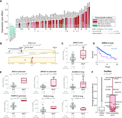 In solid cancers, oncogenes are enriched in driver-upregulated genes and TSGs are enriched in driver-downregulated genes. (A) The 52 target genes of the regulatory driver candidates, sorted by the size effect of their differential expression between the mutated and not mutated samples: 48 genes are driver-upregulated (positive y-axis), and 4 genes are driver-downregulated (negative y-axis). The colour of the bars represents the evidence in the literature for tissue-matched role of the genes as oncogenes (red colour) or tumour-suppressor genes (TSGs) (teal colour), with dark colour representing strong evidence (level 3 or 4) and light colour representing weak evidence (level 1 or 2; see Methods). Three genes had tissue-matched evidence in both directions (depending on phosphorylation, isoform, cellular localisation, disease stage etc.), which is denoted as two red-teal triangles. The circles below/above the bars represent the pan-cancer Cancer Gene Census (CGC) annotations: oncogenes (red), TSG (teal) or fusion (purple). The hearts and crosses represent the tissue-matched survival prognostic results based on The Human Protein Atlas (28): high expression predictive of favourable prognosis (teal hearts) or unfavourable prognosis (red crosses). The level of significance is denoted by the brightness of the colour. The y-axis (expression size effect) corresponds to the beta value of the MUT predictor in the Poisson GLM. In other words, it represents the log(FPKM-UQ) expression increase (or decrease if negative) in mutated samples, after accounting for copy-number variation. (B) Genomic view of an example gene EZH2. Four regulatory regions (ABC enhancers) are shown, each in a different colour: purple in the EZH2 promoter, dark orange nearby the promoter, blue in intron of EZH2, and a yellow enhancer 59 kb upstream of EZH2. The yellow enhancer has seven mutations, shown as red stars in the inset below (two are in one sample). (C) The EZH2 expression in samples with (red) and without (grey) mutations in the regulatory regions of EZH2. (D) The Kaplan–Meier plot of survival probability in samples with high (pink) vs. low (blue) EZH2 expression, with the log-rank test P-value shown on top, data from The Human Protein Atlas (28). (E) Examples of expression in five driver-upregulated genes and one driver-downregulated gene. (F) The average dependency score across 939 cancer cell lines from the DepMap Achilles project (29) in the driver-upregulated genes in solid cancers (red) and the control genes (all genes not regulated by the regulatory driver candidates), with two-tailed Wilcoxon rank-sum test P-value shown on top. The dependency score represents how dependent the cell line is on the gene, i.e. how essential the gene is for viability of the cell line based on CRISRP/Cas9 screen.