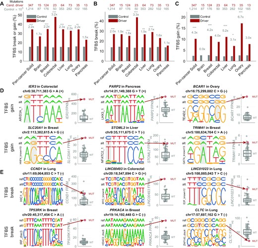 Alteration of transcription factor binding sites by the regulatory driver candidate mutations in solid cancers. (A) Percentage of mutations predicted to create a transcription factor binding site (TFBS) break (disruption) or gain (de novo TFBS) by the FunSeq2 (32) tool, shown for the non-coding regulatory candidate driver mutations (all mutations in the regulatory space of driver-upregulated and driver-downregulated genes; dark red) and the control mutations (all other mutations in the ABC enhancers; grey). The numbers above each pair of bars represent the ratio between the two bars, and the stars represent the significance level based on the two-tailed Fisher's exact test (***P < 0.001; **P < 0.01; *P < 0.05). The two rows of numbers of top of the plot represent the number of all non-coding regulatory candidate driver mutations (first row, dark red) and all control mutations (second row, grey). (B) As in (A), but only for TFBS breaks. (C) As in (A), but only for TFBS gains. (D) Examples of six candidate non-coding regulatory driver mutations associated with upregulation of the target gene and predicted to create a de novo TFBS (gain). In each example, the top row represents the reference sequence, the second row represents the mutated sequence (with the alt-allele base), and the bottom row represents the motif that is created by the mutation (the motifs are from ENCODE-motifs). The mutated position is highlighted by grey background. The boxplot on the right-hand side of each example shows the distribution of the target gene expression in the wild-type samples, while the red circle represents the expression level in the sample with the depicted mutation. (E) As in (D), but showing TFBS break examples in regulatory regions of driver-upregulated genes (five examples) and driver-downregulated genes (one example).