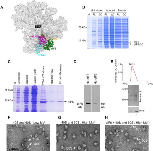 Purification of recombinant human eIF6. (A) Cryo-EM structure of human eIF6 bound to 60S (PBD code: 5AN9). eIF6 (green), uL14 (RPL23) (magenta), RPL24 (blue) and sarcin-ricin loop (SRL) (orange) are highlighted. (B) Representative Coomassie-stained gel shows induction and solubility of full-length (FL) and C-terminal deletion mutant of eIF6 (eIF6-ΔC). (C) Representative Coomassie-stained gel shows eIF6 protein at various stages of protein purification process using affinity chromatography. (D) Western blot analysis of purified eIF6. Recombinantly purified human eIF6 has intact N- and C-termini as protein is detected by anti-His antibody (Santa Cruz Biotechnology) targeted to the N-terminus and anti-eIF6 antibody (Cell Signaling) targeted to the C-terminus. (E) Ribosome profile (top) shows 60S peak and the western blot (below) shows proteins extracted from the 60S fractions. Data is representative of three independent replicates. Lanes 1 and 2 depict two different concentrations of 60S fraction. Blots were stained with Ponceau S to detect 60S ribosomal proteins and probed with anti-eIF6 antibody to determine co-elution of eIF6 with the 60S fraction. (F) Negative EM (magnified) images depict 60S and 40S subunits incubated in low Mg2+ buffer. (G) Negative EM (magnified) images depict the association of 60S and 40S subunits incubated in high Mg2+ buffer. (H) Negative EM (magnified) images depict 60S and 40S subunits incubated with eIF6 in high Mg2+ buffer.