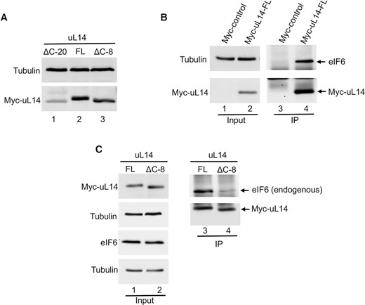 Terminal 8 residues in the C-tail of uL14 are critical for cellular interactions with eIF6. (A) Western blot shows expression of Myc-tagged uL14 lacking terminal 8 (ΔC-8) residues or 20 (ΔC-20) residues relative to the full-length (FL) uL14 in HCT116 cells. Blots were probed with anti-Myc antibody and Tubulin was used as loading control. Data is representative of three independent experiments. (B) Myc-tagged uL14 or Myc-empty vector control was immunoprecipitated from HCT116 cells. Western blot on the right (lanes 3 and 4) shows that immunoprecipitation with Myc-uL14 captures interactions with endogenous eIF6. Blots were probed with anti-Myc or anti-eIF6 antibodies. Blots on the left (lanes 1 and 2) represent the corresponding input. Tubulin was used as loading control. Data is representative of three independent experiments. (C) Myc-tagged uL14-FL or uL14-ΔC-8 was immunoprecipitated from HCT116 cells. Western blot (lanes 3 and 4) shows that only uL14-FL interacts with endogenous eIF6. Blots on the left (lanes 1 and 2) represent the corresponding input. Blots were probed with anti-Myc or anti-eIF6 antibodies. Tubulin was used as loading control. Data is representative of three independent experiments.
