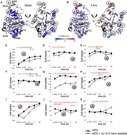 HDX-MS reveals dynamic changes in eIF6 upon uL14 binding. (A and B) are ΔHDX data mapped onto the structure of eIF6 from PDB ID 6LU8. ΔHDX denotes the scale of deuterium uptake or loss measured in the absence or presence of the uL14 peptide. The uL14 peptide bound in the structure is shown for reference (black). Numbers 1 to 9 denote the positions of the respective peptides shown in C to K. ΔHDX changes are seen in multiple regions in eIF6 including the C-terminal helix. (C–K) eIF6 peptides identified in HDX-MS analysis are shown. Data were collected as a function of time and deuterium uptake was measured in the absence or presence of the uL14 peptide. Sequence of the individual peptides are noted in each panel. Residues noted in cyan are SDS-patient associated mutations except for residue marked with an asterisk.
