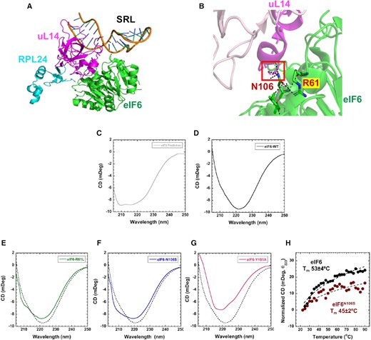 Secondary structure changes in SDS disease variants. (A) Positions of uL14 (magenta), RPL24 (blue), and the SRL in relation to eIF6. (B) Interactions mediated by N106 and R61 in eIF6 are depicted. (C) Predicted CD spectra from the structure of human eIF6 bound to 60S (PDB code 5AN9). In solution CD measurements of (D) eIF6-WT, (E) eIF6R61L, (F) eIF6N106S and (G) eIF6Y151A compared to eIF6-WT (dotted lines). Data represents three independent replicates. (H) Changes in CD signal at 223 nm were recorded as a function of temperature and yield Tm = 53 ± 4 and 45 ± 2 for eIF6 and eIF6N106S, respectively. Data is representative of three independent replicates.