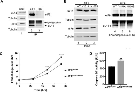eIF6-N106S mutation disrupts interactions with uL14 and delays colonic cancer cell proliferation. (A) Immunoprecipitation of endogenous eIF6 using anti-eIF6 antibody or control mouse IgG from HCT116 cells. Lanes 2 and 3 in western blot show that immunoprecipitation of eIF6 captures interactions with endogenous uL14. (Note: uL14 and eIF6 migrate very close to the light chain IgG background seen for immunoprecipitation). Lane 1 represents the corresponding input assayed in lanes 2 and 3. Blots were probed with anti-uL14 and anti-eIF6 antibodies. Tubulin was used as loading control. Blots are representative of three independent experiments. (B) Homozygous knock-in of eIF6-N106S mutant was generated using CRISPR-genome editing of HCT116 cells. Western blot represents immunoprecipitation of endogenous eIF6 from eIF6-WT, eIF6-Y151A and eIF6-N106S expressing HCT116 cells. Lanes 4, 5 and 6 in western blot show that both eIF6-N106S and Y151A mutations disrupt binding to uL14. Lanes 1, 2 and 3 represent the input. Blots were probed with anti-uL14 and anti-eIF6 antibodies. Tubulin was used as loading control. Blots are representative of three independent experiments. (C) Plot depicts the fold change in cell proliferation at 24, 48 and 72 h relative to 0 hrs as determined by MTS assay in serum-fed cells. Values were corrected for background absorbance. Values represent standard error of the mean of three independent replicates and triplicate wells were assayed per experiment. Asterisks indicate significant differences between eIF6-WT and eIF6-N106S mutant at respective time points with P = 0.0001 at 48hrs and P< 0.0001 at 72 h as determined by an unpaired two-tailed t test. (D) Caspase3/7 activity was determined using Caspase3/7 glo assay. Bar graph displays data corrected for background absorbance. Error = SEM. Mean of three independent experiments with triplicate wells assayed per experiment were plotted. Asterisks indicate significant differences between eIF6-WT and eIF6-N106S with P = 0.0016 as determined by an unpaired two-tailed t test.