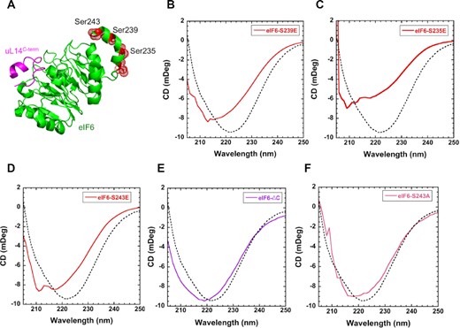 Phosphomimetic substitutions induce secondary structure changes in eIF6. (A) Positions of known sites of phosphorylation in eIF6 are shown in red (PDB code 5AN9). (B) In solution CD measurements of eIF6S239E, (C) eIF6S235E, (D) eIF6S243E, (E) eIF6ΔC and (F) eIF6S243A compared to eIF6-WT (dotted lines). Changes in secondary structure are observed for all the phosphomimetic substitutions. eIF6ΔC shows a shift in the CD spectrum due to deletion but maintains the overall profile. eIF6S243A shows minimal changes in secondary structure compared to wild type eIF6. Data represents three independent replicates.