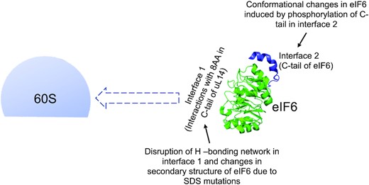 Model depicts the influence of interface 1 and 2 of eIF6 on 60S association. The key residues of interaction in interface 1 between eIF6 (PDB code 6LU8) and the terminal 8 amino acids in the C-tail of uL14 and conformational changes in disease variants influence the direct association of eIF6 with 60S and could influence the kinetics of eIF6 release from 60S. Phosphorylation of the C-tail of eIF6 in interface 2 and associated conformational changes of phosphomimetic mutants could also influence eIF6 interactions with 60S.