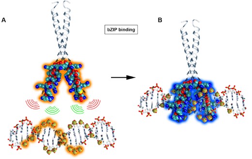Representation of ambiguity for bZIP binding. (A) Phosphate sites along the DNA sequence are combinatorically paired with Cβ atoms in the binding site of the bZIP protein (highlighted in orange). (B) The native interactions from the experimental structure are highlighted with a blue halo.