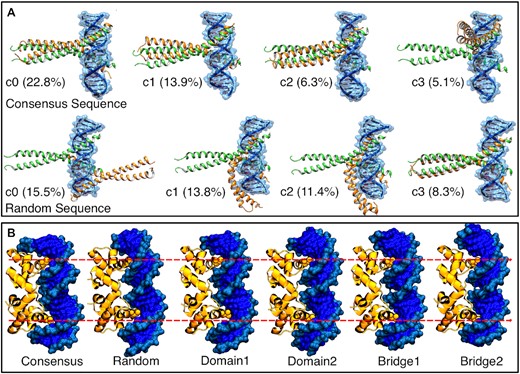 DNA sequence differences drive preferences in binding patterns. (A) Bzip binding patterns seen in the top four clusters (c0–c3) binding to either the consensus or a random sequence, ordered by population (in %). The plot shows multiple binding modes, with the consensus having a high population (22.8%) of the experimental binding mode compared with 8.3% for a random sequence. (B) Shape complementarity leads to similar binding modes across different sequences. Despite this, there are subtle differences in the number of base pairs between the two binding sites (denoted by the red dotted lines).
