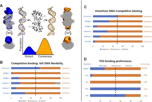 P22–DNA competitive binding. (A) MELD simulations in which the protein is directed to bind to two different DNA sequences (blue and orange). Protein is shown as Cα dots superposing all frames binding to either sequence. The ratio of populations is related to the relative binding affinity. (B) When the DNA is allowed to change its conformation during competitive binding freely, the consensus sequence has a marked preference for binding over the mutant (population in each mode in the bar, with gray depicting non-native binding modes). (C) Restraining DNA conformations to their holo conformation removes the conformational free energy to adopt bound conformations. Despite this, the consensus sequence remains the most likely to bind. (D) Comparison of random and consensus sequences allowing complete DNA flexibility or restraining either sequence to the holo/apo conformations.