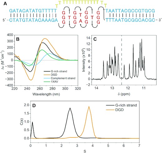 Schematic and preliminary secondary structure analysis of DGD. (A) Schematic of the DGD system with surrogate poly dT complement strand (top) and G-rich strand (bottom). (B) Normalized circular dichroism spectra of 1XAV, the DGD complex, and each of the DGD constituent strands by themselves. (C) 1H NMR spectrum of the imino proton region of the purified DGD complex with dashed line visually denoting Watson–Crick (>12.4 ppm) and Hoogsteen (<12.4 ppm) regions. (d) AUC-SV sedimentation distributions of the G-rich strand alone or in complex with the complement strand to form the DGD construct.