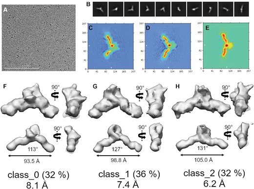 Cryo-EM single particle analysis of DGD. (A) Representative motion corrected and dose weighted micrograph. (B) cryoSPARC reference-free 2D class averages. (C–E) cryoSPARC real-space heat map slices showing slices through each of the three distinct conformations derived from 3D ab initio reconstructions. (F–H) Final 3D reconstructions with low (top row) and high (bottom row) thresholds. The real-space heat maps correspond to the 3D reconstructions (C with F, D with G, and E with H). Distance and angle measurements are derived from the high threshold maps. Below each map is the GSFSC resolution at 0.143. See Figures S1–S4 for more detailed workflow and non-homogenous refinement outputs.