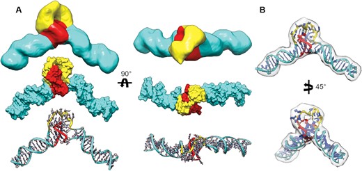 Structural comparison of the class_1 EM map with SGLD-EMAP MD-refined model. (A) Comparison of the cryo-EM map (top) segmented and colored by putative domains with the EMAP-refined model in space-filling (middle) and atoms and ribbons representations (bottom). Domains are colored based on duplex (cyan), poly dT loop (yellow), and G4 (red) regions. (B) The EMAP-refined DGD model docked into its map density at a ‘medium’ threshold to emphasize fit of poly dT loop.