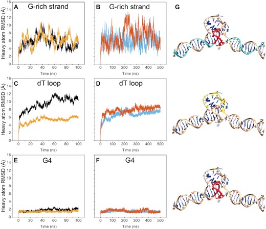 Molecular dynamics of the class_1 EM refined DGD model. Data in (A), (C) and (E) are from OL15-TIP3P simulation (black) and BSC1-SPCE simulation (yellow). Data in (B), (D) and (F) are duplicate 500 ns BSC1-SPCE simulations. (A, B) heavy atom RMSDs of the G-rich strand residues only. (C, D) heavy atom RMSDs of the poly dT loop residues only. (E, F) heavy atom RMSDs of the G-quadruplex residues only. (G) most representative model from clustering across the duplicate BSC1-SPCE trajectories (B, D and F) showing the residues used in calculating the RMSDs in panels A–F in cyan, yellow and red.