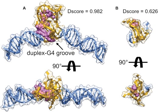 SiteMap potential receptor binding site identification and quantification. (A) The G-DNA system built from cryo-EM class_1 refined DGD coordinates, (B) the parallel G4 1XAV from NMR investigations. Magenta spheres and surface regions are 3D representation of the SiteMap sites and 5 Å zones surrounding the identified pocket. Orange regions encompass the G4 and its reverse complement (where applicable) and blue regions correspond to the duplex (non-G4 forming) regions. Models in (A) and (B) are to scale. The results of SiteMap analysis are tabulated in Supplementary Table S2.