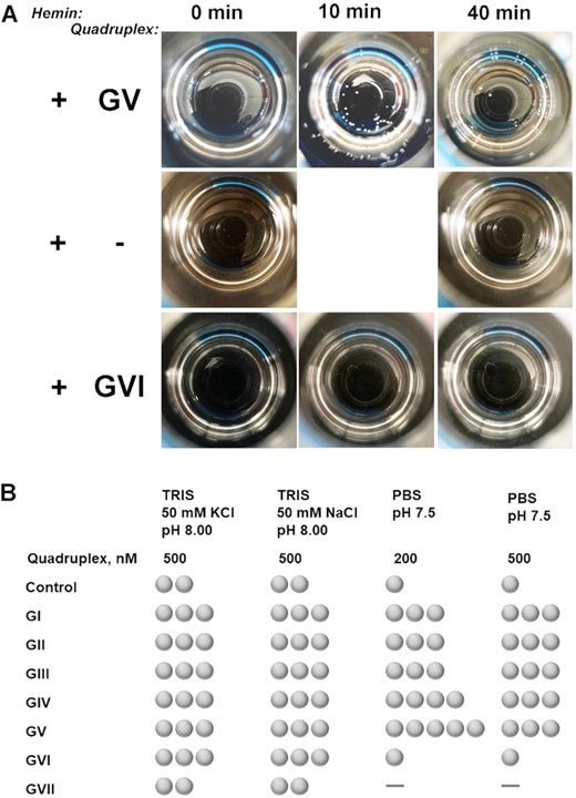 Representative images (A) and summary (B) of bubbles formation in presence of quadruplexes GI–GVII. Samples were prepared in PBS (pH 7.5) and contained equilibrated G-quadruplexes at indicated levels, hemin at 1 μM, and 29.3% of hydrogen peroxide. Control consisted of all the components except a G-quadruplex. Images in (A) are views from above on 20-ml scintillation vials taken with a cell phone camera. Observations in (B) are taken 30 min after adding hydrogen peroxide. One ‘bubble’ symbol in (B) corresponds to 1–3 bubbles observed, two to 4–8 bubbles, three to 8–12 bubbles, four to 12–18 bubbles, five to almost all the surface area covered (more than 18), dash corresponds to zero (0) bubbles.