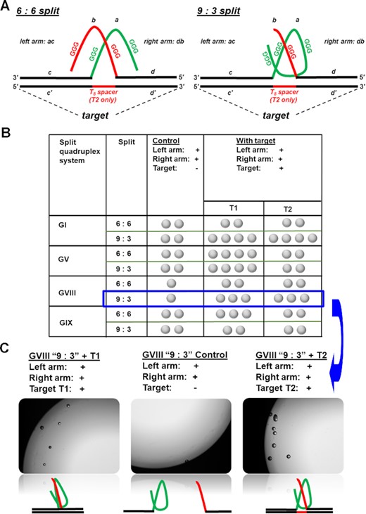 (A) Activation of catalase activity of quadruplexes GVIII and GIX in presence of an oligonucleotide target requires splitting guanine-rich sequences in two parts. We evaluate two different split patterns: a symmetric (6:6) and an asymmetric (9:3). (B) Results over different split and target configurations. Each sample in PBS buffer (pH 7.50) consisted of two quadruplex ‘arms’ (R and L) and target (all at 500 nM concentrations), hemin at 1 μM, and hydrogen peroxide at 29.3%. Control consisted of all the components except an oligonucleotide target. Observations were taken 30 min after adding hydrogen peroxide. One ‘bubble’ symbol in the table correspond to 1–3 bubbles observed, two to 4–8 bubbles, three to 8–12 bubbles. (C) Representative image of response to the target T1 (left) and T2 (right) against a control (no target, centre) taken with 4× objective using Keyance microscope. The samples were prepared in a 96-well plate. The total sample volume was 300 μl. Additionally, conventional cell phone images for GV ‘9:3’ splits are included in Figure S6.