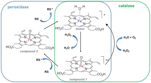 Simplified catalytic cycles of peroxidases and catalases. ‘RS’ = reducing substrate. Iron (III) is blue, iron (IV) is brown.
