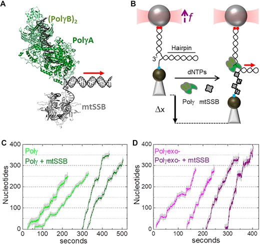 Experimental set up. (A) Schematic of Polγ (PDB: 3IKM) and mtSSB (PDB: 3ULL) at the DNA fork. Polγ holoenzyme is composed by the catalytic subunit, PolγA (dark green) and a dimer of the accessory subunit, PolγB, (light green). mtSSB (grey) binds the displaced ssDNA as a tetramer. (B) In the optical tweezers, a single DNA hairpin (559 bp) is tethered between two functionalized beads and held at constant tension (f). One strand of the hairpin is connected to the bead in the optical trap (red cone) through a ∼2.6-kb dsDNA handle via digoxigenin-antibody connections (red dots). The other strand is attached to a bead on a micropipette by biotin–streptavidin linkages (blue dot). The dsDNA handle includes a 3’ end for polymerase loading, and the 5’ end of the hairpin includes a poly-(dT)30 site for SSB binding. At constant tension, strand displacement DNA synthesis by Polγ (or Polγexo-) increases the end-to-end extension of the hairpin (Δx). Experiments were performed without and with several concentrations of cognate and noncognate SSBs (grey) in solution. In A) and B) red arrow indicates the 5’ to 3’ direction of DNA polymerase translocation along the hairpin. (C) Representative experimental traces of Polγ (2 nM) without (light green) and with (olive) mtSSB (50 nM) in solution (f= 6 pN). (D) Representative experimental traces of Polγexo- (2 nM) without (magenta) and with (purple) mtSSB (50 nM) in solution (f= 6 pN). Traces were displaced along the time axis for clarity of display.