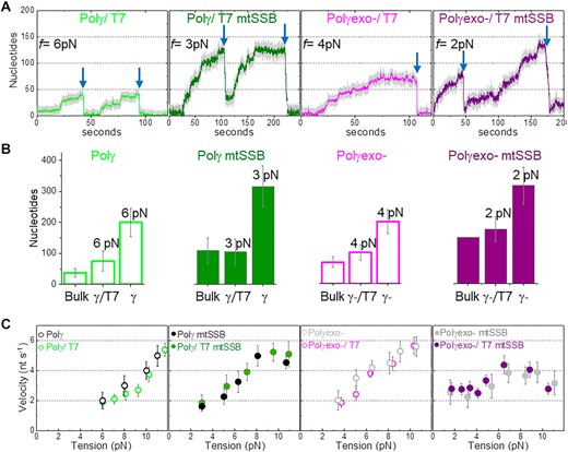 Polymerase exchange is not rate limiting. (A) Representative strand displacement traces of Polγ and Polγexo- with competitor T7DNApol in solution in the absence and presence of mtSSB (50 nM). Exchange of Polγ and Polγexo- by T7DNAp was monitored as fast exo events (blue arrow) not observed in the absence of T7DNAp in solution (Figures 1C and D). Displayed traces were taken at the lowest tension (f) at which activity could be detected in each condition. (B) For all plots. First column (Bulk) shows the maximum number of replicated nucleotides obtained in single turn-over bulk experiments (Supplementary Figure S2). The second and third columns show the average number of replicated nucleotides measured in optical tweezers assays in the presence (γ/T7 and γ-/T7) and absence (γ, γ-) of T7DNApol in solution at the lowest detection tension in each case. Bulk Polγexo- mtSSB data does not include error bar because the enzyme generated full length product (150 nt) in each experiment. The average number of nucleotides replicated by Polγ and Polγexo- as a function of tension in the absence and presence of T7DNApol are shown in Figure S3. (C) Tension dependent average strand displacement rates (velocity, nt s−1) of Polγ and Polγexo- in the absence and presence of mtSSB without and with competitor T7DNApol in solution. The similarities between the average rates of Polγ (and Polγexo-) before exchange with T7DNAp with those measured in the absence of T7DNAp suggest that the polymerase exchange reaction is not rate limiting. Polymerase exchange events at f > 8 pN are shown in Figure S3. For all figures error bars show standard errors.
