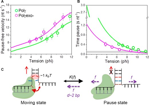 Effect of tension on Polγ and Polγexo- strand displacement kinetics. For all plots: Polγ green symbols (N = 80), Polγexo- magenta symbols (N = 71). Error bars show standard errors. (A) For both holoenzymes pause-free velocities (nt s−1) increased with tension continuously towards values measured during primer extension (Figure S1C). Green and magenta lines are the fits of the strand displacement model (SI) to Polγ and Polγexo- data, respectively. (B) Tension dependencies of the average residence times at the pause state per nucleotide (Tp(f), s nt−1). Green and magenta lines are the fits to Polγ and Polγexo- data, respectively, with a two state model (Eq. 1). Grey box show average Tp(f) values measured under primer extension conditions in the absence of mtSSB, Figure S1D and (16). (C) Diagram illustrating the two-state model in which the holoenzyme alternates between moving and pause or non-productive states during the strand displacement reaction. In the moving state, two template nucleotides (brown and blue) are bound to the pol site and the holoenzyme advances through the dsDNA destabilizing partially the first base pair of the junction (in red) with interaction energy of ΔGint ∼1 kBT per dNTP incorporation step. In the absence of tension, the regression pressure of the dsDNA fork outcompetes the holoenzyme for the template (two headed arrow), which shifts the equilibrium towards the pause or non-productive state strongly (K(0) >1, Table 1) and restricts the probability of finding Polγ and Polγexo- in the moving state to ∼4 and 12%, respectively (SI). Application of tension (f) to the hairpin decreases the rewinding kinetics and/or favors the unwinding of first ∼2 bp of the fork (d), which shifts the equilibrium towards the moving state.