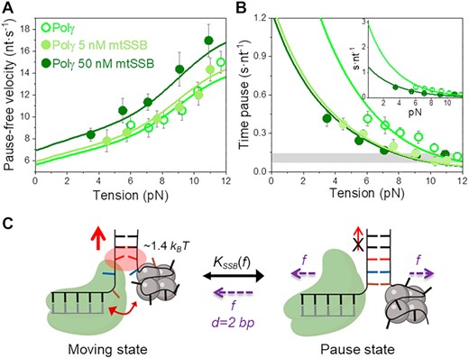 Effect of mtSSB on the tension dependent strand displacement kinetics of Polγ. (A) 50 nM (N = 40) but not 5 nM (N = 20) mtSSB stimulated the pause-free velocity of Polγ at all tensions. Green lines correspond to the fits of the strand displacement model to data in the absence and presence of mtSSB. (B) 5 and 50 nM concentrations of mtSSB decreased average residence time at pause state per nucleotide (Tp(f), s nt−1) of Polγ at all tensions. Grey box shows average Tp(f) values obtained under primer extension conditions in the absence of mtSSB (16). Green lines are the fits of two-state model (Eq. 1) to data in the absence and presence of mtSSB. mtSSB binding to the displaced strand decreases ∼2–3 times the average residence time of Polγ at a pause or non-productive state. For both figures error bars show standard errors. Inset shows the intersection of the fits with the Y-axis. (C) Diagram illustrating the two-state model in the presence of mtSSB. Polγ alternates between moving and pause or non-productive states. In the moving state, two template nucleotides (brown and blue) are bound at the pol active site and the holoenzyme-mtSSB complex destabilizes partially the first base pair of the DNA hairpin with interaction energy a ∼40% higher than in the absence of mtSSB (ΔGint ∼1.4 kBT per dNTP incorporated). In addition, mtSSB decreases the fork regression kinetics (represented by a two-headed arrow), which in turn, increases the probability of finding the holoenzyme at the moving state from ∼4 to ∼12% (SI). Even in the presence of mtSSB, the equilibrium is shifted towards the pause or inactive-state (KSSB(0) > 1, Table 1). Destabilization of ∼2 base pairs (d) of the DNA junction by application of mechanical tension (f) is required to shift the equilibrium towards the moving state.