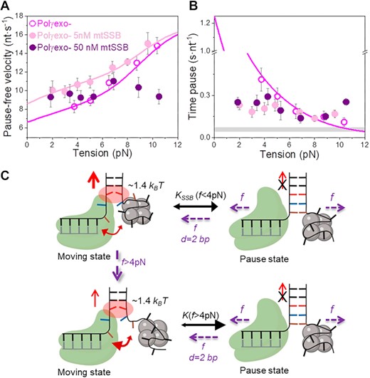 Effect of mtSSB on the tension dependent strand displacement kinetics of Polγexo-. Effects of 5 nM (N = 44) and 50 nM (N = 78) mtSSB on the tension dependent (A) pause-free velocity, and (B) average residence times at pause state per nucleotide (Tp(f), s nt−1) of Polγexo-. Both mtSSB concentrations stimulated the strand displacement activity of Polγexo- below 4–6pN. However, the stimulatory effects diminished above 4–6 pN. Even more, as tension increased above ∼8 pN, 50 nM mtSSB had detrimental effects on the pause-free rates (A) and residence times at pause state per nucleotide (B) of the mutant holoenzyme variant. In (A) magenta and pink lines correspond to the fits of the strand displacement model to the tension dependent pause-free rates in the absence and presence of 5 nM mtSSB, respectively. In (B), the magenta line is the fit of the two-state model (Eq.1) to the tension dependent average residence time at pause state per nucleotide in the absence of mtSSB. Grey box shows the average Tp(f) values measured under primer extension conditions in the absence of SSB, Figure S1. For (A) and (B) error bars show standard errors. (C) Diagram illustrating the effect of tension on the moving-pause state equilibrium of Polγexo- in the presence of mtSSB. At tension f< 4 pN, Polγexo- would alternate between moving and pause state with an equilibrium constant (KSSB(f< 4pN)) leading to a residence time in the pause state ∼3–4-times shorter than that in the absence of mtSSB. Application of tension above 4 pN promotes the release of ssDNA nucleotides from the mtSSB (brown and blue), which in turn could decrease its ability to counteract the fork regression kinetics. Under these conditions, the mutant holoenzyme would alternate between moving and pause states with an equilibrium constant similar to that in the absence of mtSSB (K(f > 4 pN)). In both situations, mtSSB binding energy and kinetics would help the holoenzyme to destabilize the first base pair of the DNA fork (ΔGint∼ 1.4 kBT per dNTP incorporated). Mechanical destabilization of the ∼2 first base pairs (d) of the DNA junction by tension (f) will further shift the equilibrium towards the moving state in the two situations.