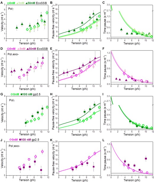 Effects non-cognate SSB on Polγ and Polγexo- tension dependent strand displacement kinetics. (A–C) 5 nM EcoSSB had no apparent effects on the strand displacement kinetics of Polγ (N = 28). In contrast, 50 nM EcoSSB (N = 32) stimulated pause-free velocity at all tensions (B), and the average rates (A), and residence times at pause state, Tp(f), (C) below 5 pN. (D–F) 5 nM EcoSSB (N = 27) had no significant effects on the strand displacement kinetics of Polγexo-, whereas 50 nM EcoSSB (N = 42) stimulated the pause-free velocity at all tensions (E), and the average rates (D) and residence time at the pause state (F) at tension below 5 pN. (G–I) gp2.5 (100 nM, N = 15) stimulated the pause-free velocities of Polγ to a similar extend than 50 nM mtSSB and EcoSSB (H), but did not decrease the residence time at pause state of the wild-type holoenzyme at any tension (I). (J–L) gp2.5 (100 nM, N = 17) did not stimulate the strand displacement kinetics of Polγexo- and was inhibitory at tension above ∼8 pN. Lines correspond to the fits of the strand displacement model to the pause-free data (B, E, H, K) and Eq. 1 to the residence time at pause state data (C, F, I, L). Grey boxes show the average Tp(f) values obtained during primer extension conditions in the absence of SSBs (Figure S1 and (16)). For all plots error bars show standard errors.