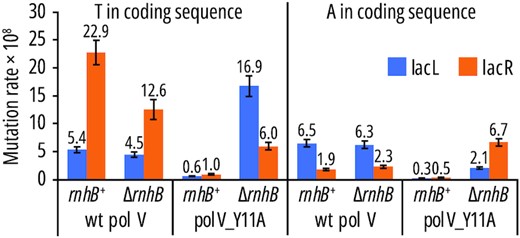 lacI A·T→T·A mutagenesis promoted by pol V and pol V_Y11A in lacL and lacR strains. Partial mutation rates were calculated using overall mutation rates from Table 1 and the frequencies of transversion events (separated into these occurring in lacI positions with either A or T in the coding sequence) from Supplementary File S2. Error bars represent 95% confidence intervals.