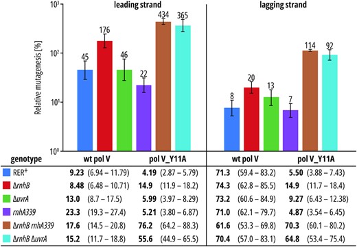 Absolute and relative A·T→T·A mutation rates promoted by pol V and pol V_Y11A in various RER-deficient backgrounds. Table: A·T→T·A mutation rates (×109) per lacZ locus per cell division is shown in bold typeface with 95% confidence intervals in curly brackets. Chart: relative mutagenesis calculated by dividing pol V_Y11A mutagenesis by wild-type pol V mutagenesis in each isogenic strain. Error bars represent 95% confidence intervals.