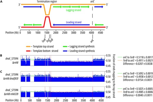 Genome-wide mapping of pol III strand-specific ribonucleotide incorporation. (A) A schematic representation of E. coli chromosome replication. oriC, the replication origin, as well as the termination region containing TerA, TerB and TerC are marked. (B, C) Results for pol IIIα_S759N active site mutant strains are shown with the fraction of end-mapped reads in bins of 10 000 bp after background normalization using the wild-type strain. The numbers depicted on the right side of the graphs show vertical viewing range. Average fraction of ends mapping to the top strand ± SD between oriC and TerB (green), or TerB and oriC (orange), is presented next to the figure. Results for two other dnaE mutants (dnaE_S759C and dnaE_S759T) are shown in Supplementary Figure S4A. (B) The dnaE_S759N mutant shows a strong strand switch that correlates to the positions of oriC and TerB. The average difference between the leading and lagging strands is 0.0207. Three biological replicates for each dnaE allele are presented in Supplementary Figure S3A. (C) The strand bias in the strain expressing dnaE_S759N mutant slightly decreases when proofreading is impaired (dnaQ920) to 0.0154 and is essentially abolished (0.0040) when in combination with an inactive RNase HI (rnhA339::cat). Three biological replicates of each strain are presented in Supplementary Figure S3B, C.