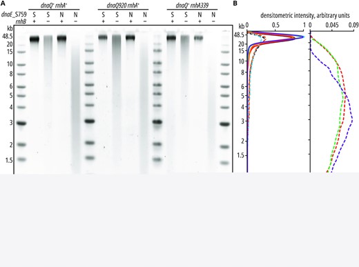 Increased ribonucleotide incorporation in dnaE_S759N strains due to an RNase HI deficiency. Genomic DNAs from E. coli strains expressing wild-type dnaE (marked as ‘S’ in the figure) or dnaE_S759N allele (‘N’) in different combinations with RNase HII– (ΔrnhB, ‘–’), HI–deficiency (rnhA339), or impaired proofreading of the replicase (dnaQ920), were isolated, treated with purified RNase HII, and separated in alkaline agarose gel as described in Materials and Methods. 500 ng DNA was loaded per lane. Electrophoresis migration patterns (A) were converted to densitometry curves (B) as described in Materials & Methods. Untreated controls separated in non-denaturing (1× TAE) buffer are shown in Supplementary Figure S7.