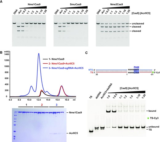 AcrIIC5 binds the Nme1Cas9–sgRNA complex to inhibit dsDNA cleavage. (A) In vitro DNA cleavage assay of Nme1Cas9, SmuCas9 and Nme2Cas9, without or with varying concentrations of AcrIIC5, using a linearized plasmid substrate. The PAM preferences of Nme1Cas9, SmuCas9, and Nme2Cas9 are 5’-N4GATT, 5’-N4C and 5’-N4CC, respectively. The molar ratios of Cas9 to AcrIIC5 were 1:0.5, 1:1, 1:2, 1:5, 1:10 and 1:20. Cleavage was performed at 37°C for 10 min and evaluated using 1% agarose gel stained with ethidium bromide. The figure is a representative of three replicates. (B) Size-exclusion chromatography curves of apo-Nme1Cas9 (black), Nme1Cas9 + AcrIIC5 (red), and Nme1Cas9–sgRNA + AcrIIC5 (blue) were overlaid. Fractions from the Cas9-containing peaks at volume of 11–13 mL were characterized by SDS-PAGE and stained with Coomassie blue. The gel is placed at the bottom of the curves. (C) Electrophoretic mobility shift assay to assess the binding of target dsDNA to the Nme1Cas9–sgRNA complex in the presence of AcrIIC5 of various concentrations. A schematic of the 53 base-pair (bp) dsDNA with TS labeled with 5’-Cy3 used in this assay is shown on the top. AcrIIC5 + dsDNA is the AcrIIC5 mixed with dsDNA directly, with no Cas9:sgRNA present, as a negative control. The molar ratios of Cas9 to AcrIIC5 are shown above the gel. The figure is a representative of three replicates.