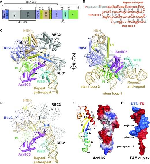Cryo-EM structure of Nme1Cas9–sgRNA–AcrIIC5 ternary complex. (A) Domain organization of Nme1Cas9. (B) Schematic of the sgRNA used for complex reconstitution. Nucleotides that cannot be traced in the electron density map are colored in gray. (C) Overall structure of Nme1Cas9–sgRNA–AcrIIC5 complex. Individual Nme1Cas9 domains are colored according to the scheme in (A). AcrIIC5 is colored in violet. Two separate views are displayed. (D) Structural comparison between Nme1Cas9–sgRNA–AcrIIC5 and Nme1Cas9–sgRNA (PDB: 6JDQ) complexes. (E) Cartoon and surface representations of AcrIIC5 in the structure of Nme1Cas9–sgRNA–AcrIIC5. (F) Surface representation of the PAM duplex from the structure of Nme1Cas9 H588A–sgRNA–dsDNA (PDB: 6KC7). For the PAM duplex, the 11-bp TS:NTS duplex and 3-nt protospacer moiety of the TS after unwinding are shown.