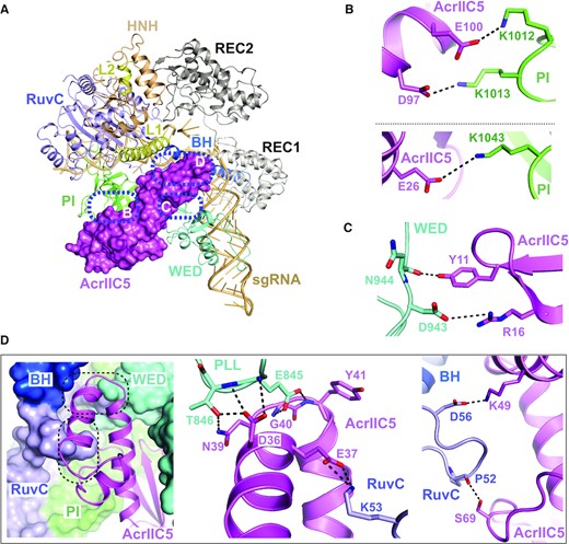 Interactions between AcrIIC5 and Nme1Cas9. (A) Overall view of the structure of Nme1Cas9–sgRNA–AcrIIC5 complex. Nme1Cas9 and sgRNA are displayed as cartoon and AcrIIC5 as surface. Interaction surfaces between AcrIIC5 and Nme1Cas9 are highlighted with blue dashed-line circles. (B) AcrIIC5 interacts with the PI domain of Nme1Cas9 through salt bridges. The key residues involved in the interaction are shown as sticks. (C) Interactions between AcrIIC5 and the WED domain of Nme1Cas9. (D) AcrIIC5 inserts into the crevice established by the PLL and RuvC-BH linker. AcrIIC5 is shown as cartoon and Nme1Cas9 is shown as a surface representation. The details of two interfaces are further displayed in two close-up views.