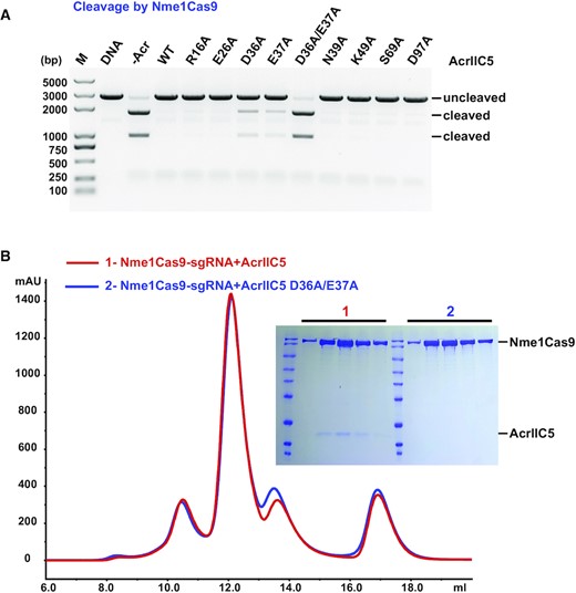 Characterization of key residues of AcrIIC5 involved in binding to Nme1Cas9. (A) In vitro cleavage assay of Nme1Cas9 on a linearized plasmid substrate in the presence of wild-type, single mutants, or double mutants of AcrIIC5. The molar ratio of Cas9 to AcrIIC5 is 1:10. Cleavage was performed at 37°C for 60 min. The resultant DNA fragments were analyzed using 1% agarose gel followed by ethidium bromide staining. The figure is a representative of three replicates. (B) Size-exclusion chromatography curves of Nme1Cas9–sgRNA + AcrIIC5 (red) and Nme1Cas9–sgRNA + AcrIIC5 D36A/E37A (blue) are overlaid. Fractions from the main peaks were characterized by SDS-PAGE followed by Coomassie blue staining.
